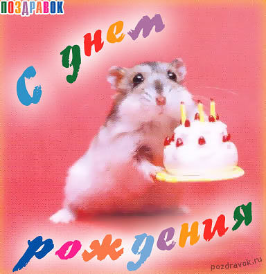 Открытки с хомяками с днем рождения