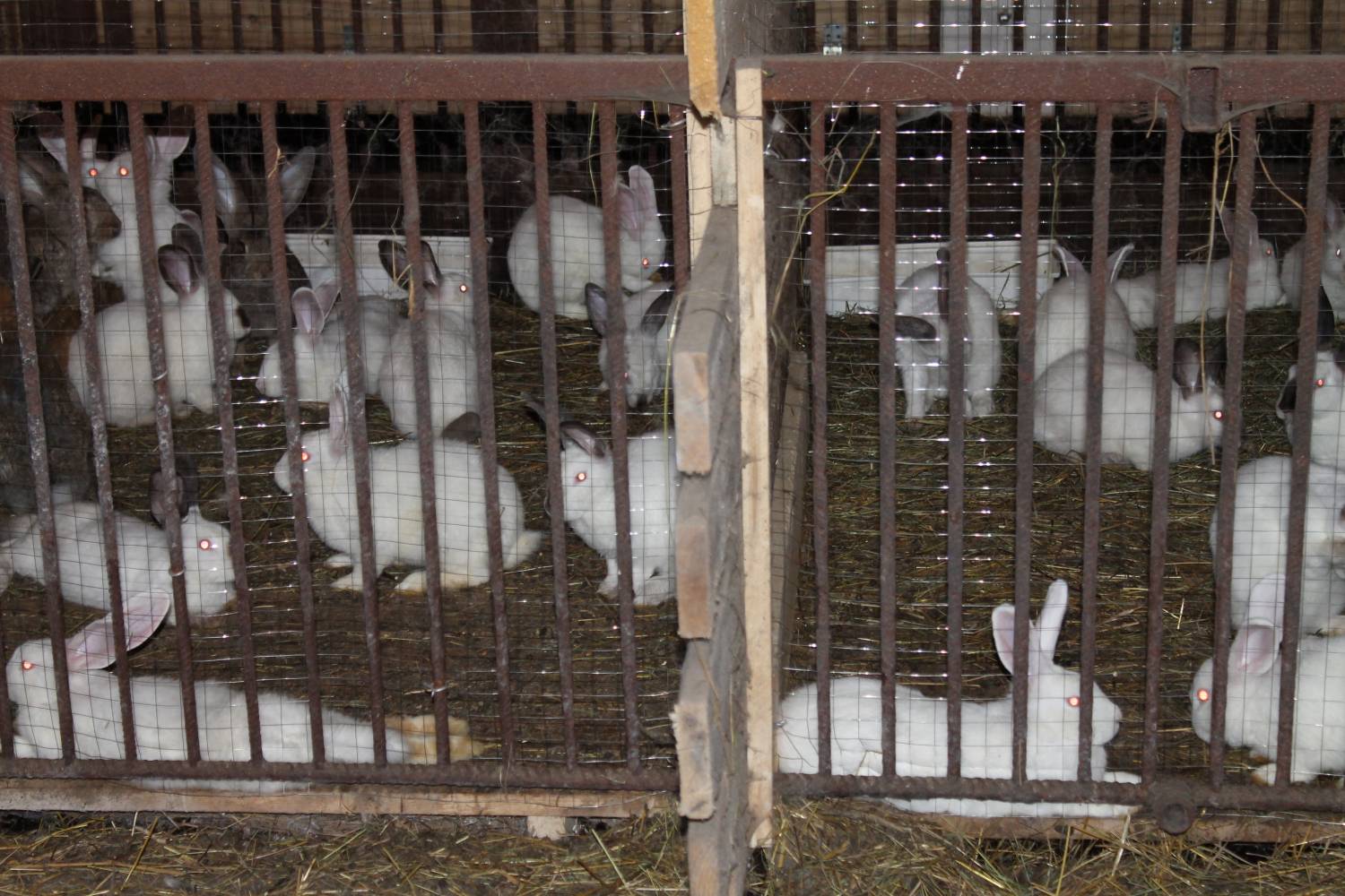 Кролики в сарае у Максима клетка