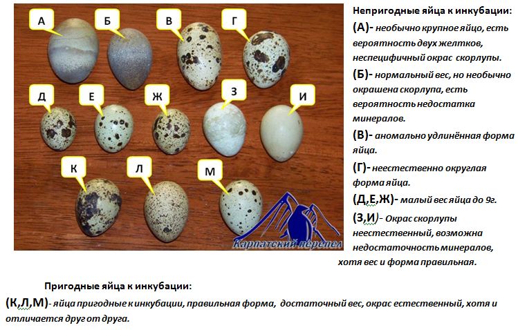 Инкубация куриных яиц по дням - NEST